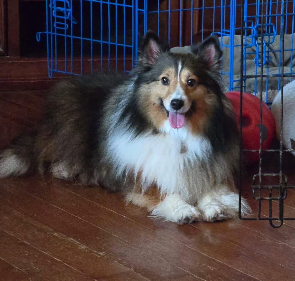 Enlarge Autumn, a Adoptable Shetland Sheepdog / Sheltie in Mission, KS image 3/3