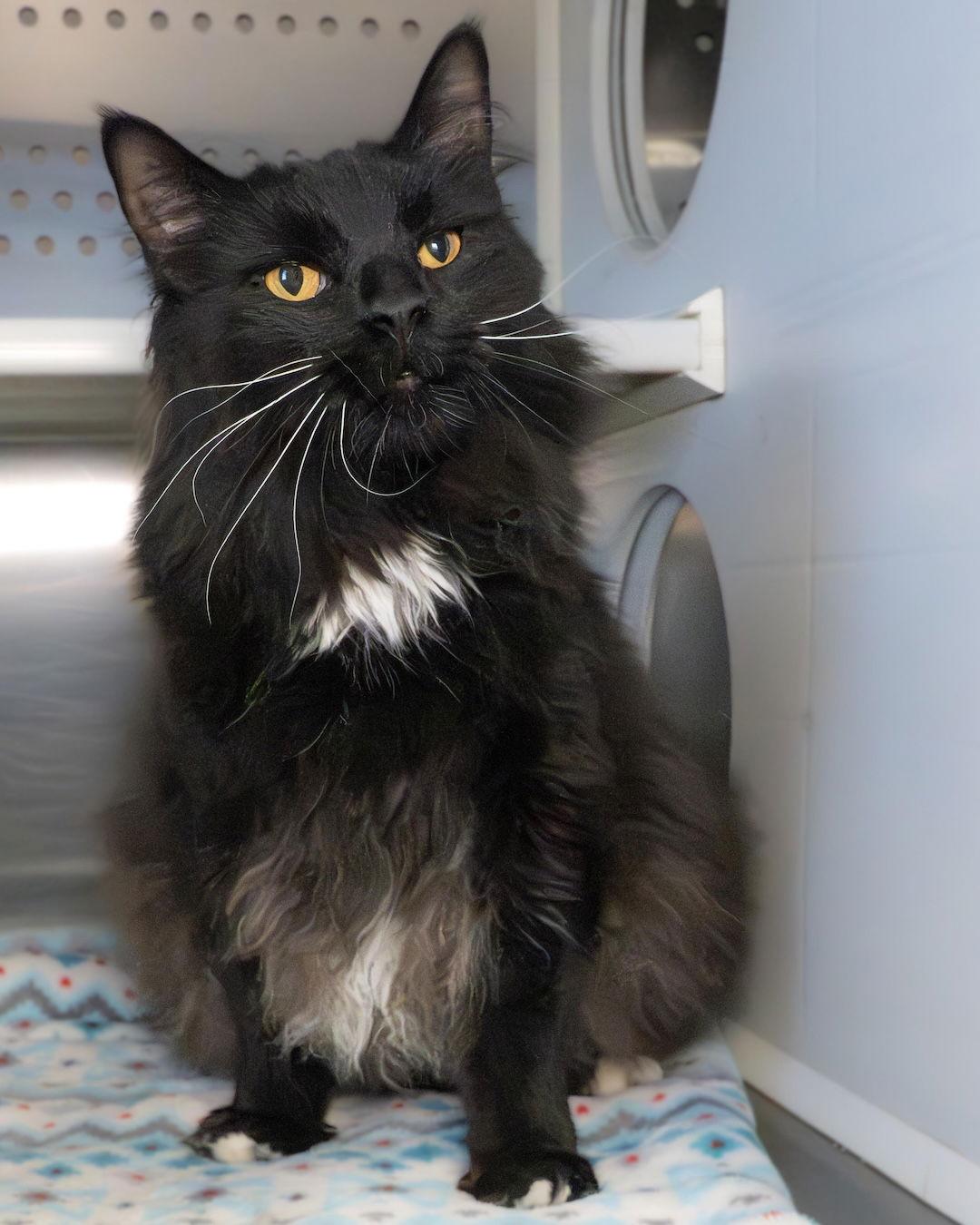 Enlarge Serrano, a Adopted Domestic Long Hair in Wilmington, NC image 1/1