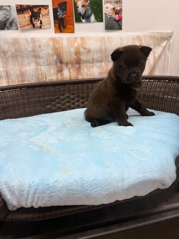 Gale, a Adoptable mixed breed in Neillsville, WI image 1/3
