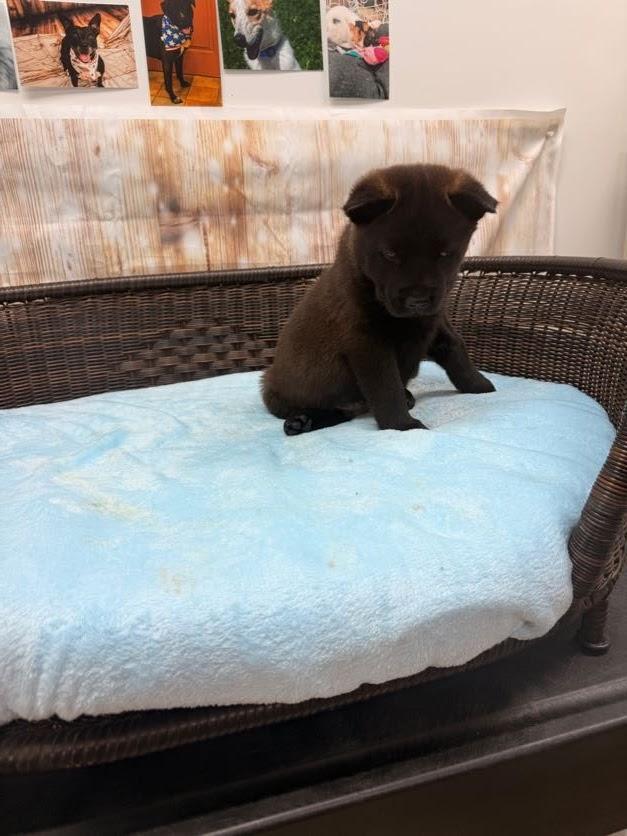 Gale, a Adoptable mixed breed in Neillsville, WI image 3/3