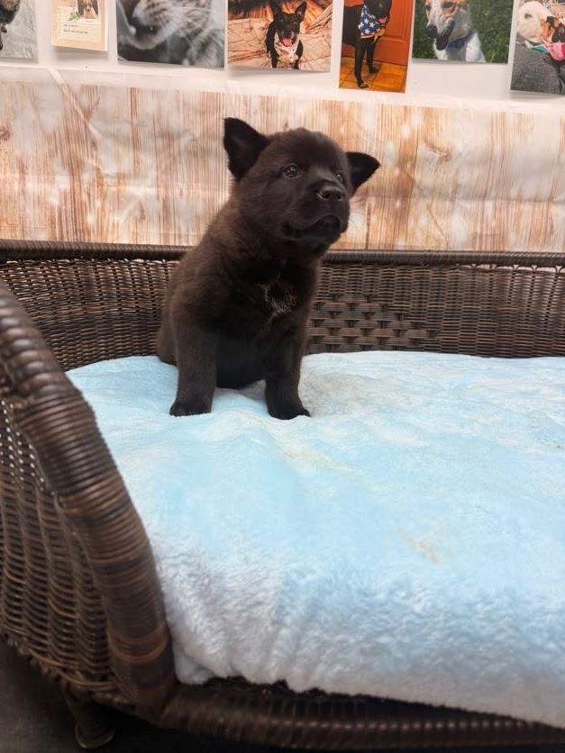 Gale, a Adoptable mixed breed in Neillsville, WI image 2/3