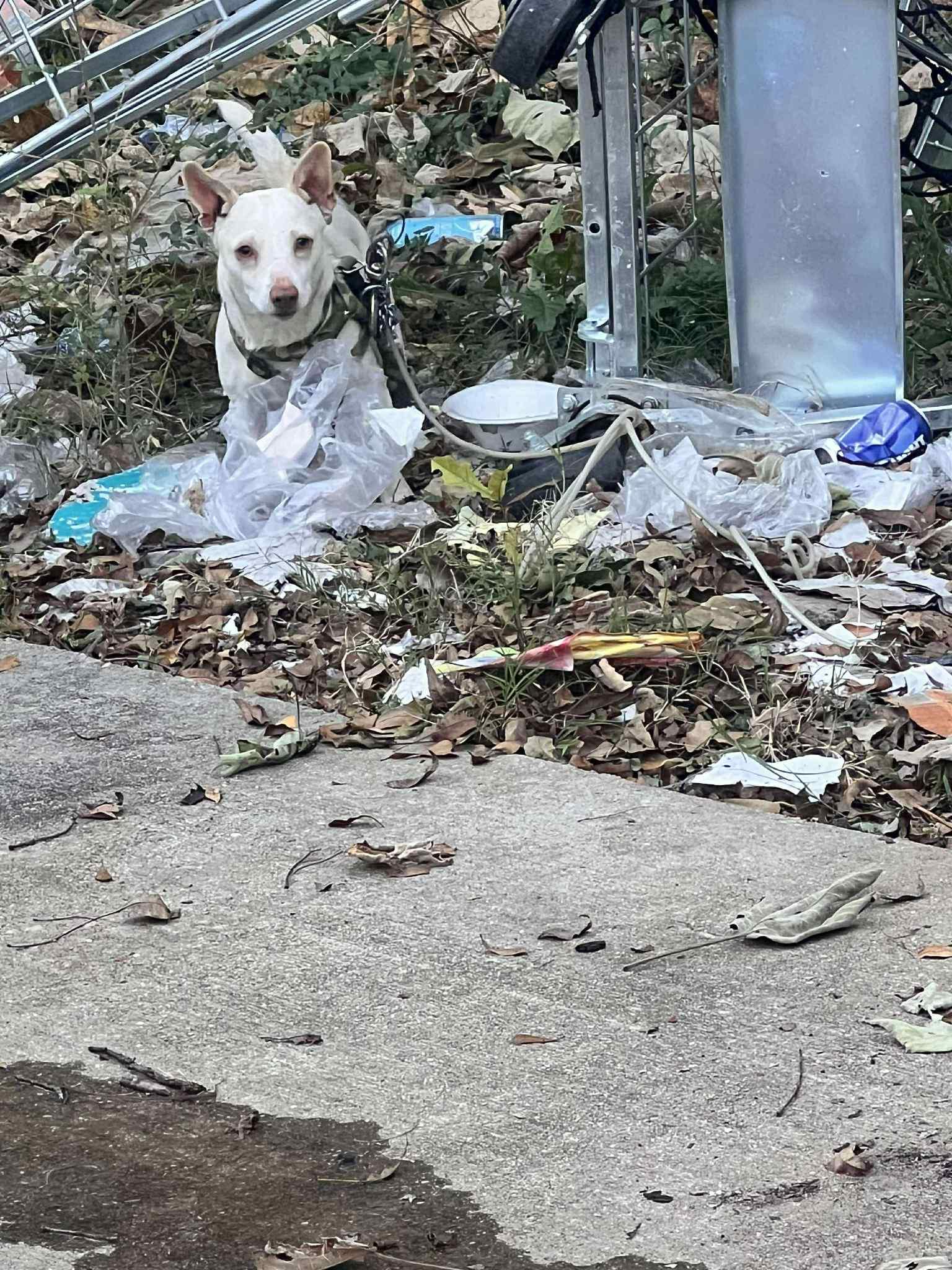 Enlarge Elfie, a Adoptable mixed breed in Mobile, AL image 4/4