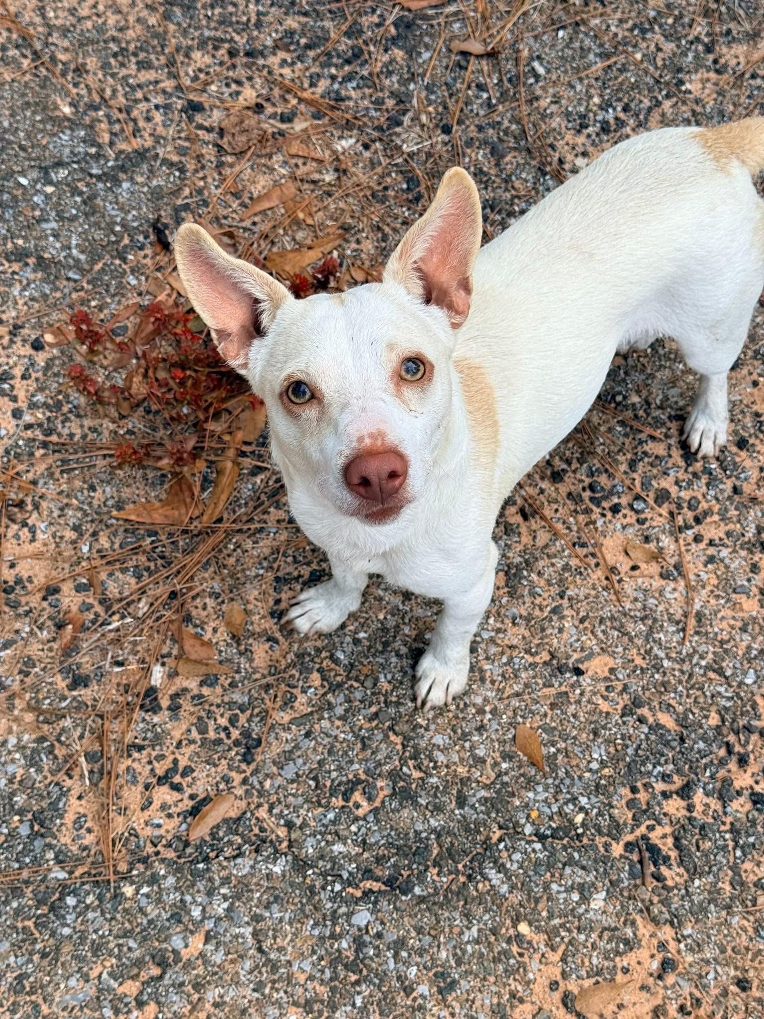 Enlarge Elfie, a Adoptable mixed breed in Mobile, AL image 2/4