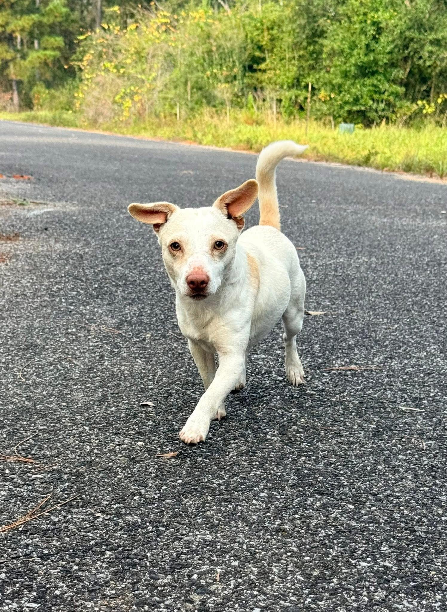 Elfie, Adoptable, Young Male Chihuahua & Dachshund.
