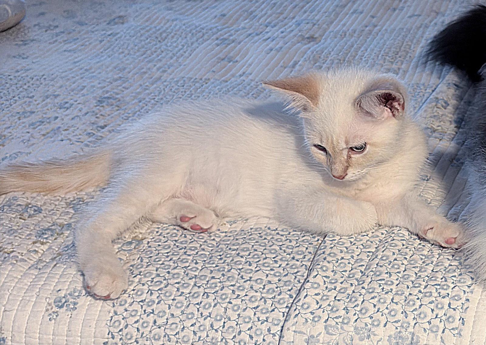 Bing, Adopted, Kitten Male Siamese.