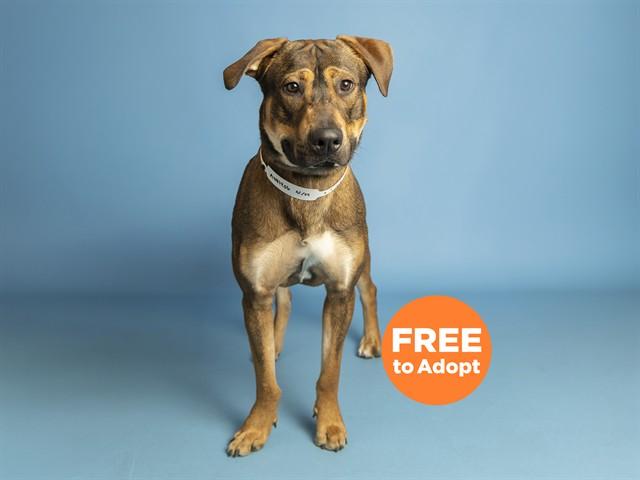 BASH, Adoptable, Young Male German Shepherd Dog.