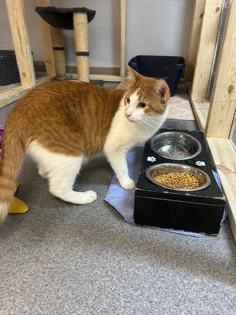 Jack, an adoptable Domestic Short Hair in Chisholm, MN, 55719 | Photo Image 3