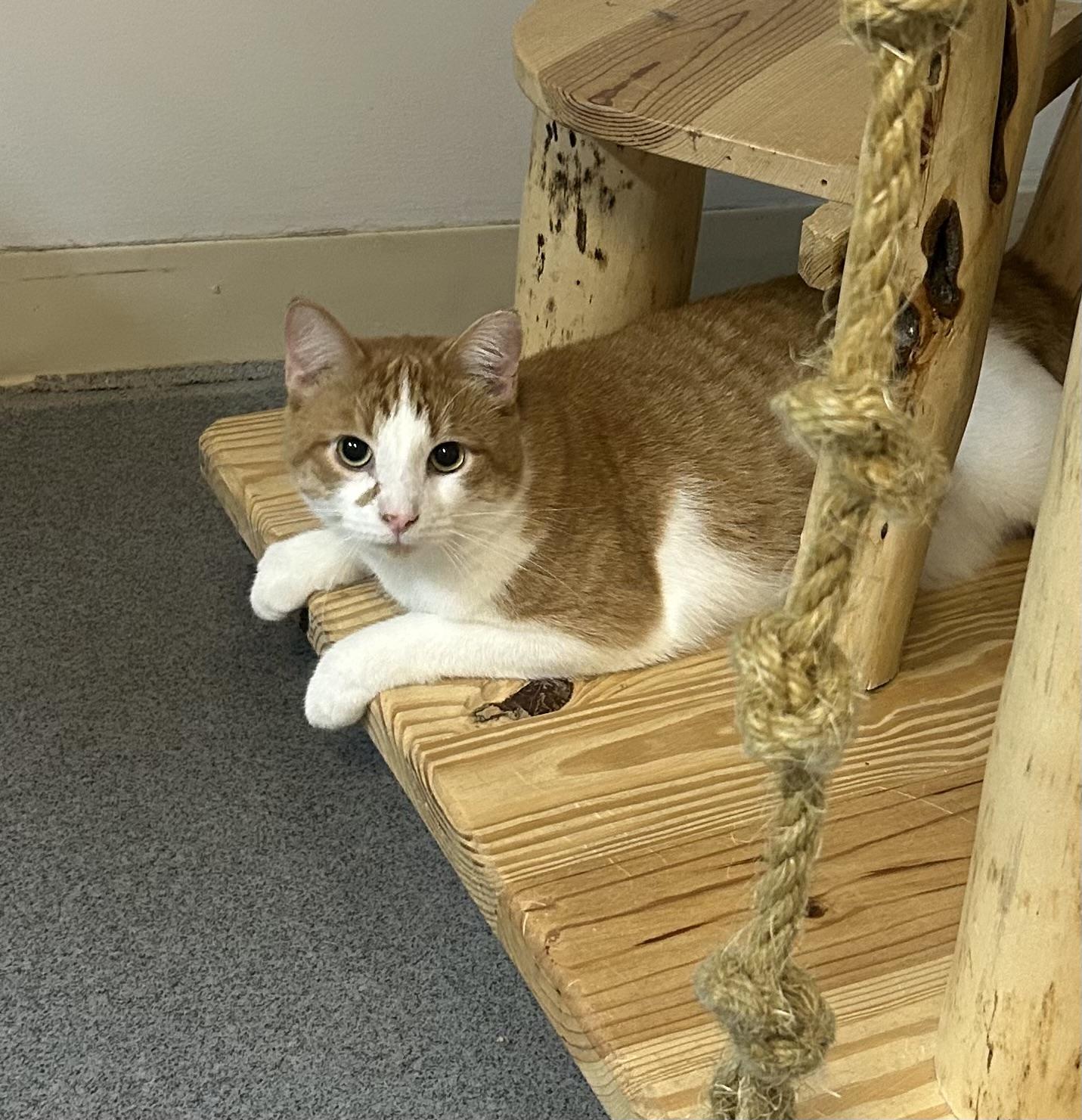 Jack, an adoptable Domestic Short Hair in Chisholm, MN, 55719 | Photo Image 1
