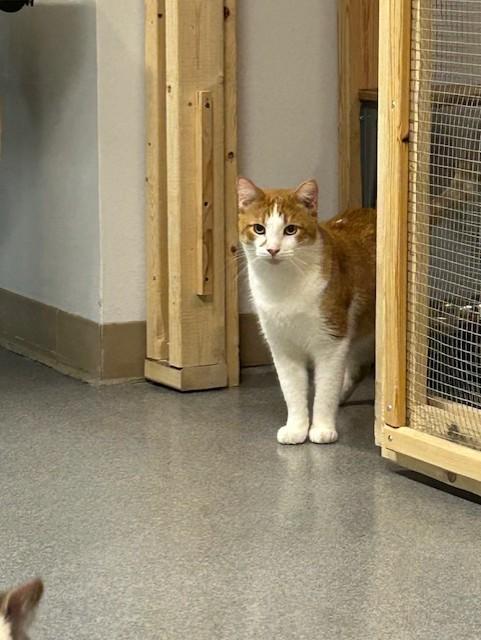 Jack, an adoptable Domestic Short Hair in Chisholm, MN, 55719 | Photo Image 2