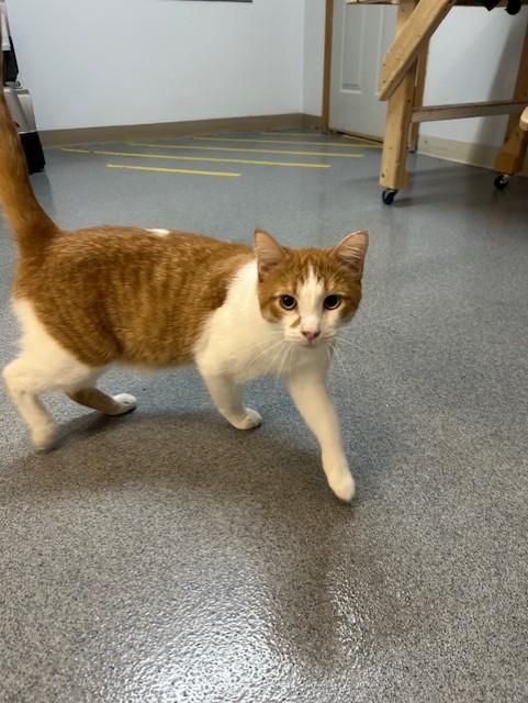 Jack, an adoptable Domestic Short Hair in Chisholm, MN, 55719 | Photo Image 4