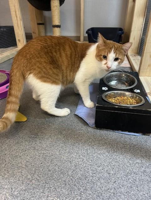 Jack, an adoptable Domestic Short Hair in Chisholm, MN, 55719 | Photo Image 5