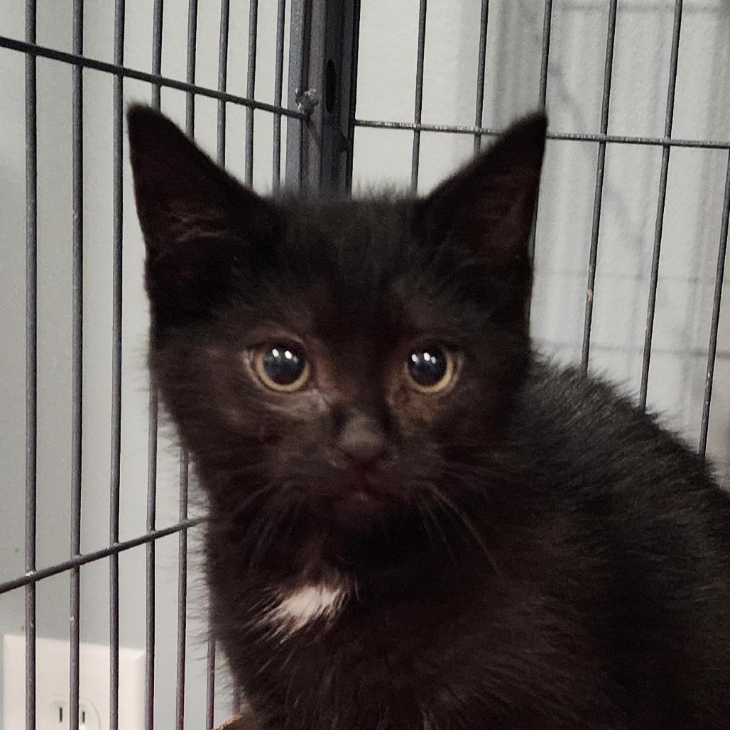 Enlarge Donny, a Adoptable Domestic Short Hair in Muncie, IN image 1/1