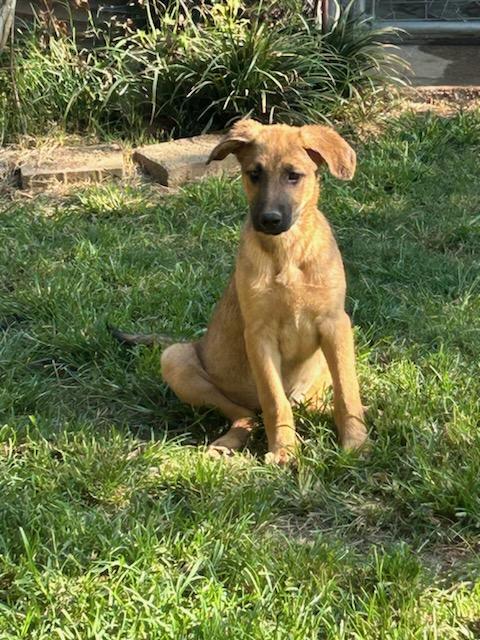 Rose, Adoptable, Puppy Female Australian Cattle Dog / Blue Heeler.