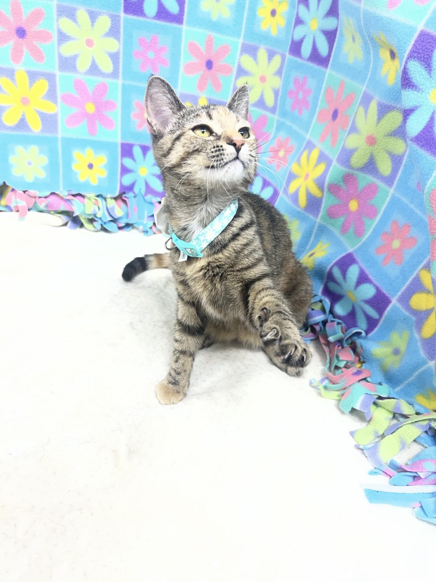 Mila, a ADOPTABLE mixed breed in Upper Sandusky, OH image 2/2