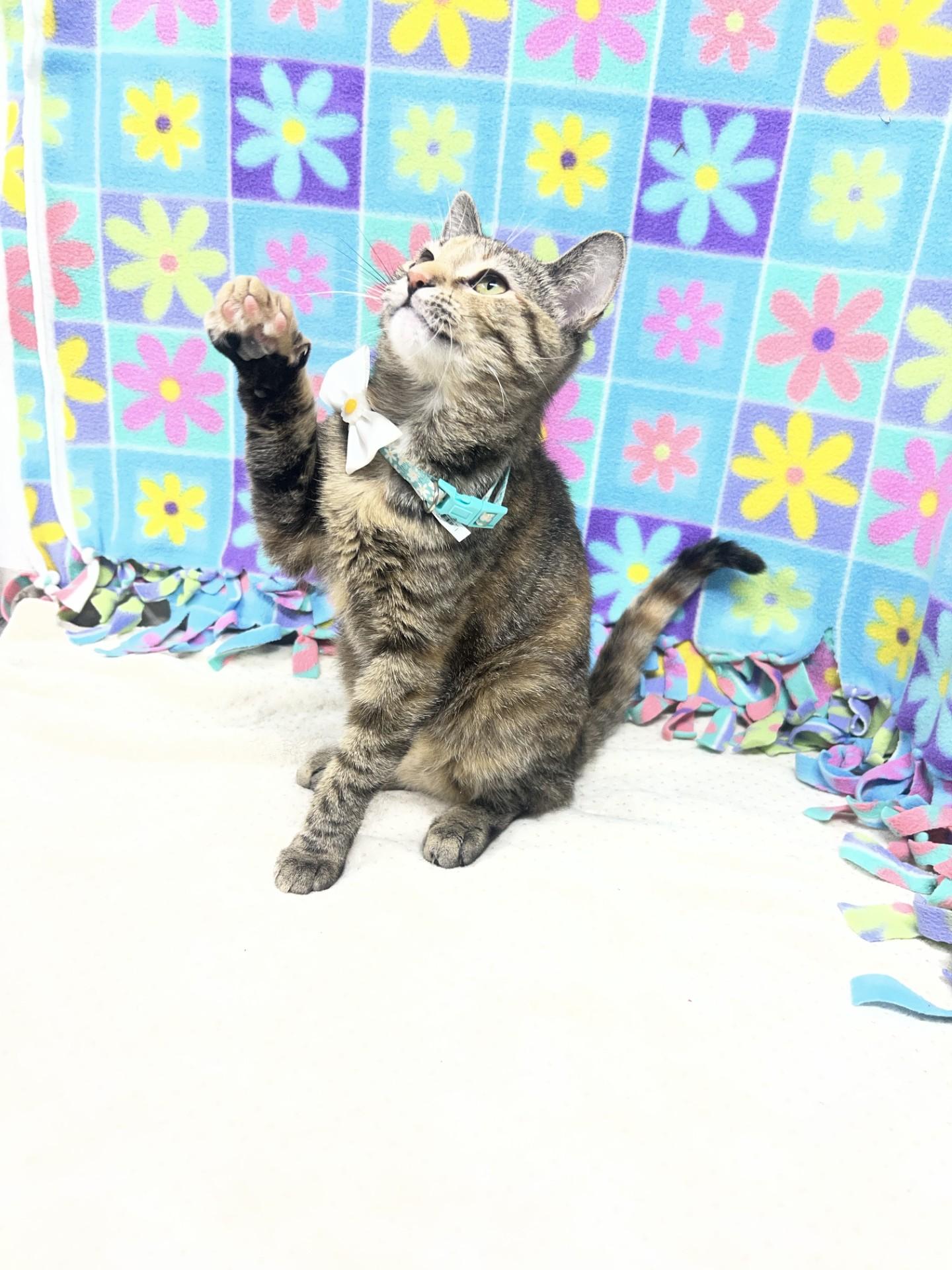 Mila, a ADOPTABLE mixed breed in Upper Sandusky, OH image 1/2