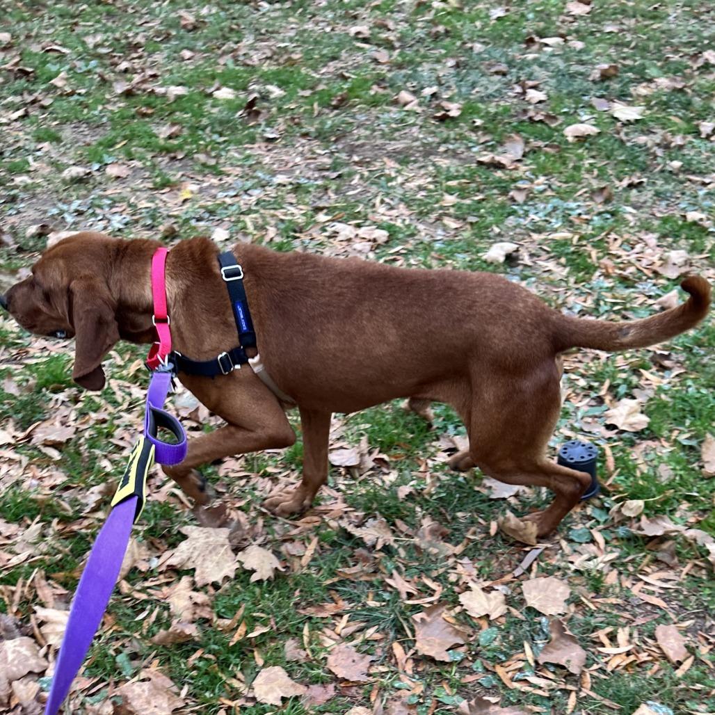 Bocephus thumbnail 3