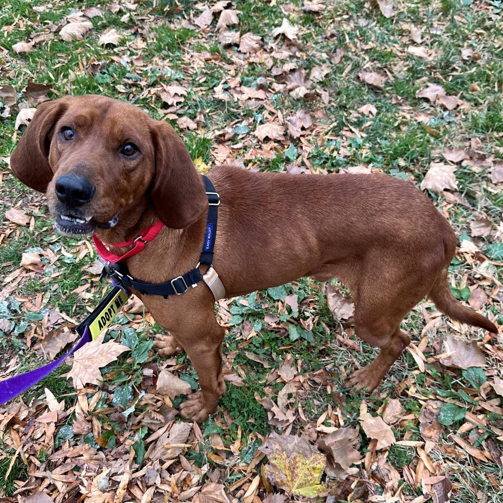 Bocephus thumbnail 4