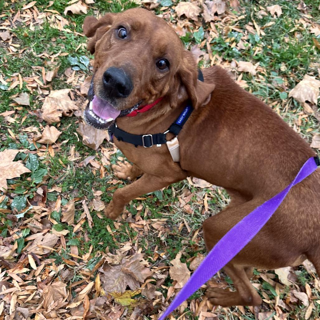 Bocephus thumbnail 5