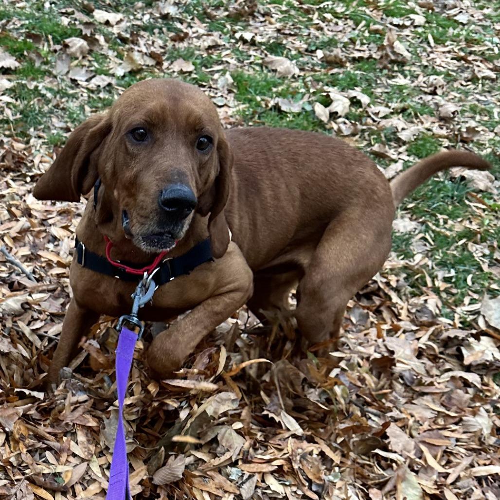 Bocephus thumbnail 6