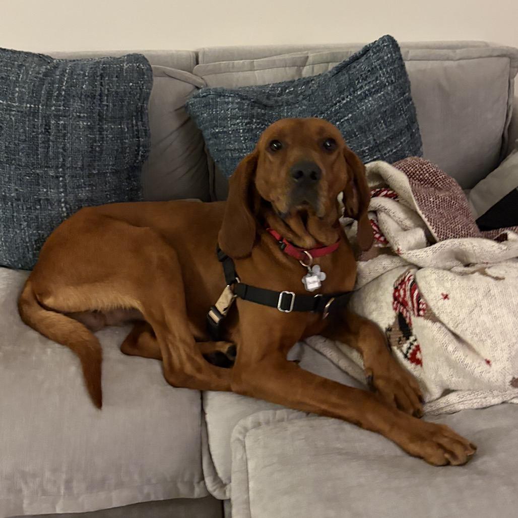 Bocephus thumbnail 7