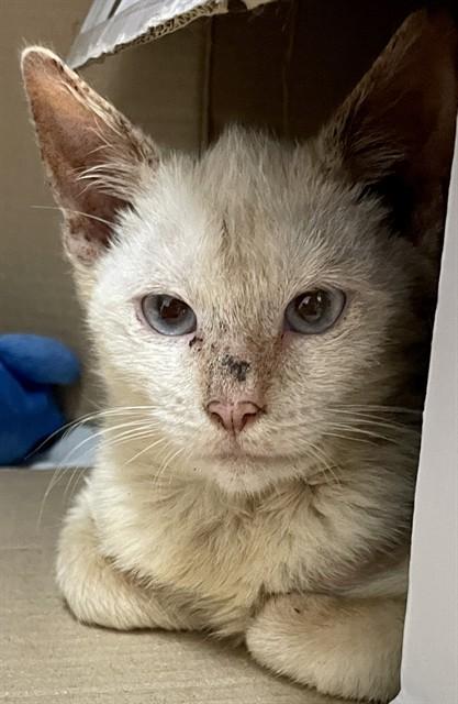 Enlarge ITCHY MITCHY, a Adoptable mixed breed in Fort Walton Beach, FL image 1/1