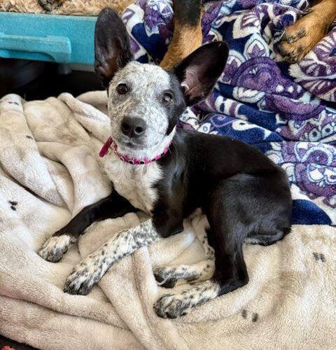 Lucky, Adoptable, Puppy Female Australian Cattle Dog / Blue Heeler.