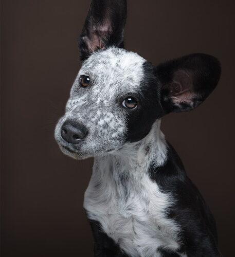 Lucky, a Adoptable Australian Cattle Dog / Blue Heeler in Henderson, NV image 2/4