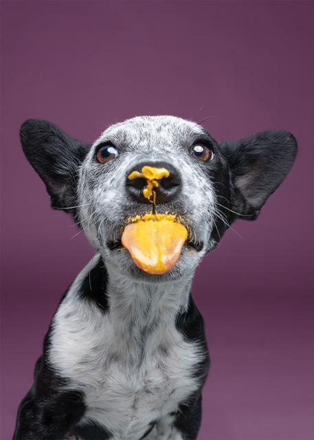 Lucky, a Adoptable Australian Cattle Dog / Blue Heeler in Henderson, NV image 3/4