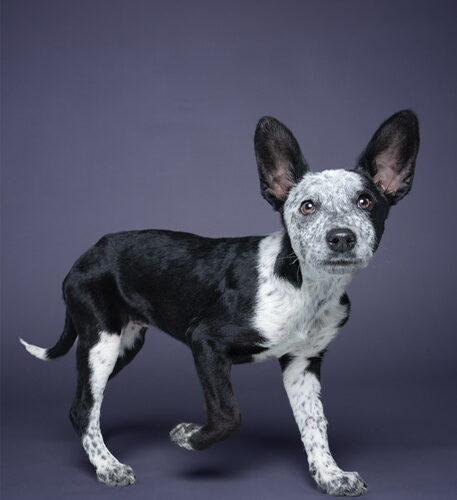 Lucky, a Adoptable Australian Cattle Dog / Blue Heeler in Henderson, NV image 4/4
