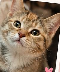 Enlarge CARRIE ANN, a Adoptable Domestic Short Hair in Northfield, OH image 1/3