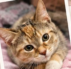 Enlarge CARRIE ANN, a Adoptable Domestic Short Hair in Northfield, OH image 2/3