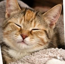 Enlarge CARRIE ANN, a Adoptable Domestic Short Hair in Northfield, OH image 3/3