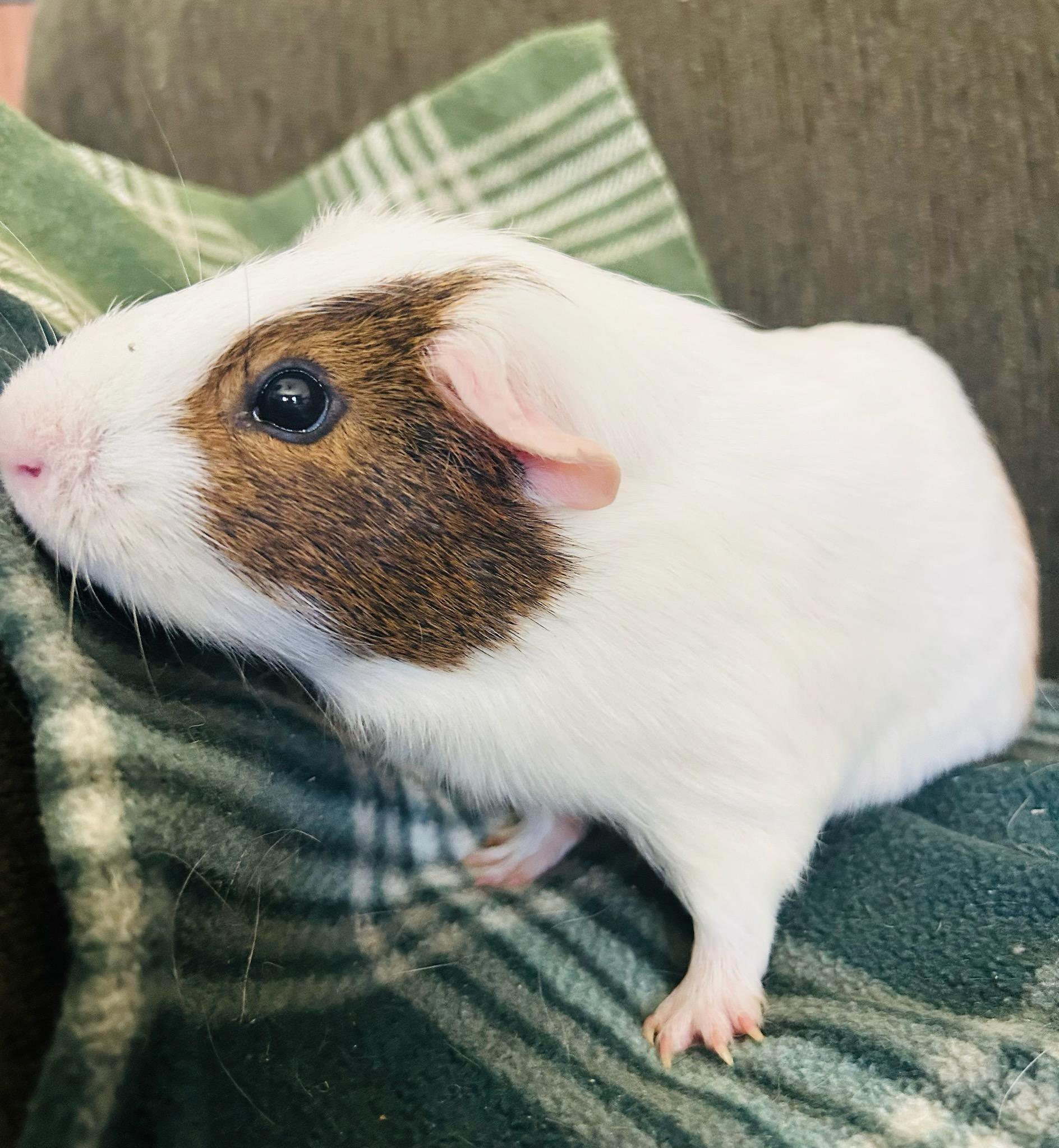 Enlarge Pablo, a ADOPTABLE Short-Haired in Sauk Village, IL image 2/2