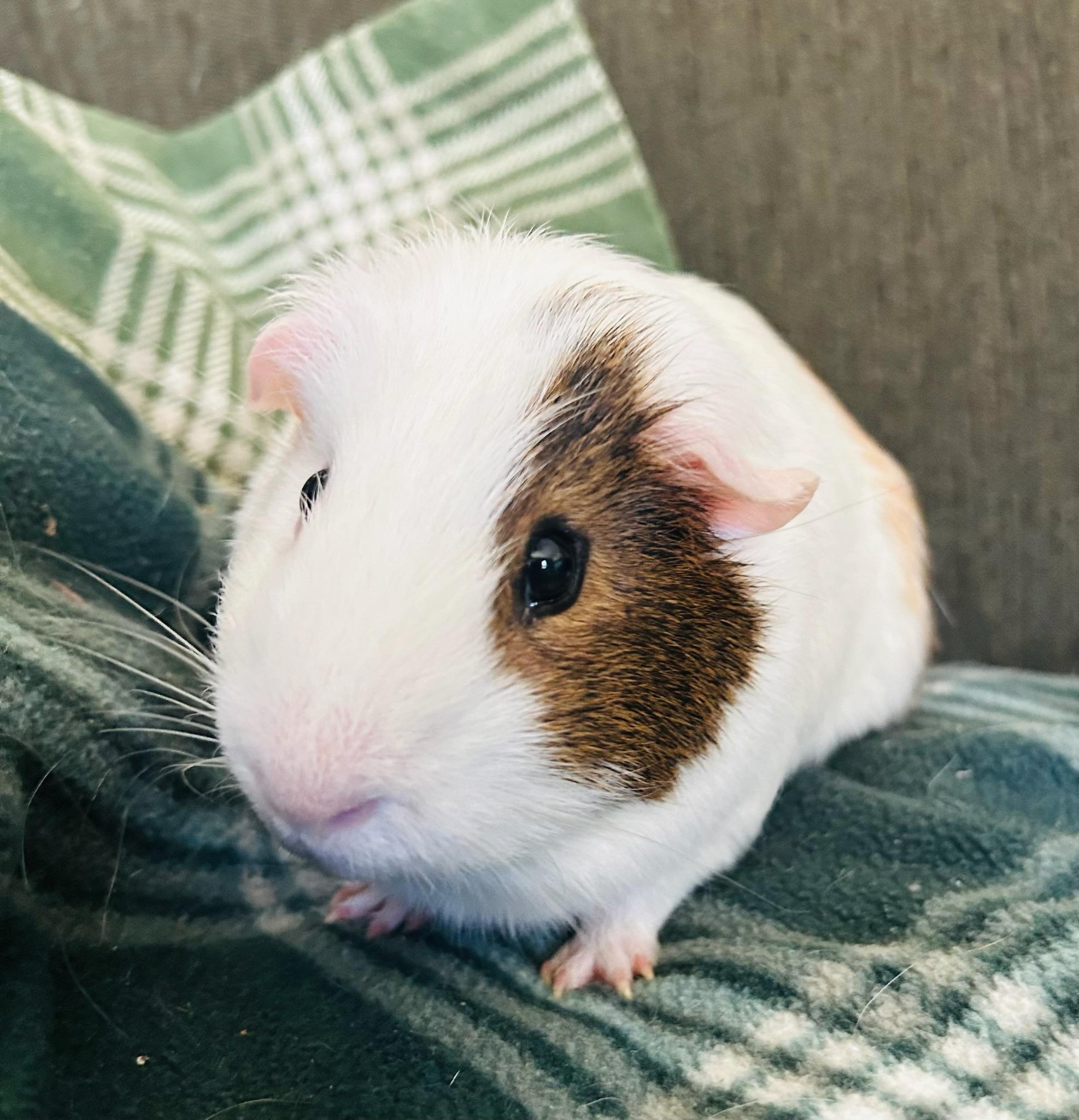 Enlarge Pablo, a ADOPTABLE Short-Haired in Sauk Village, IL image 1/2