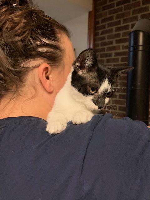 Dart (Smudgey black nose)