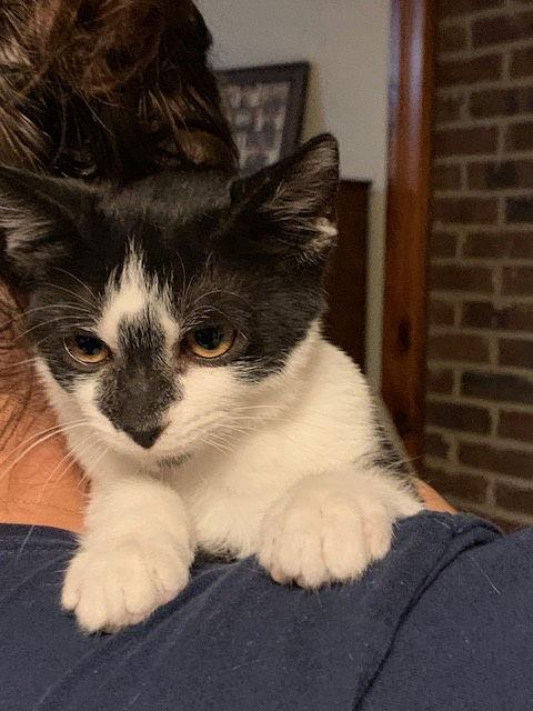 Dart (Smudgey black nose)