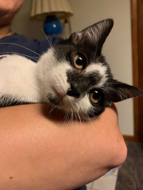 Dart (Smudgey black nose)