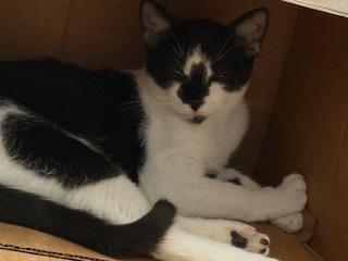 Dart (Smudgey black nose)