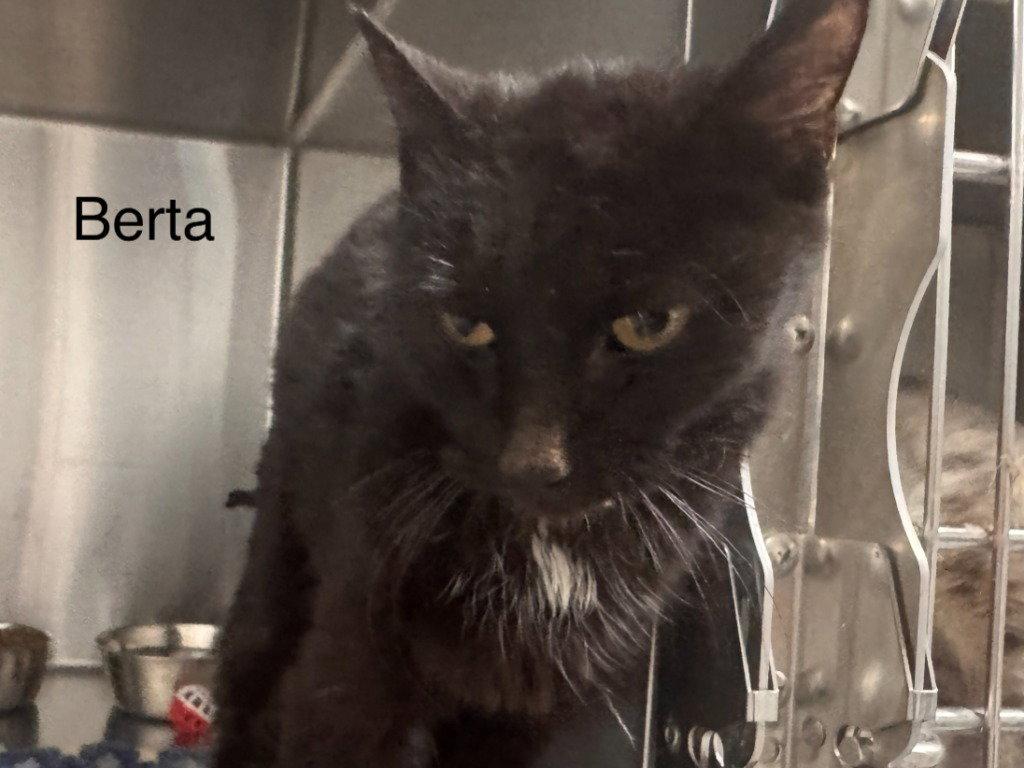 Berta, Adoptable, Young Female Domestic Short Hair.