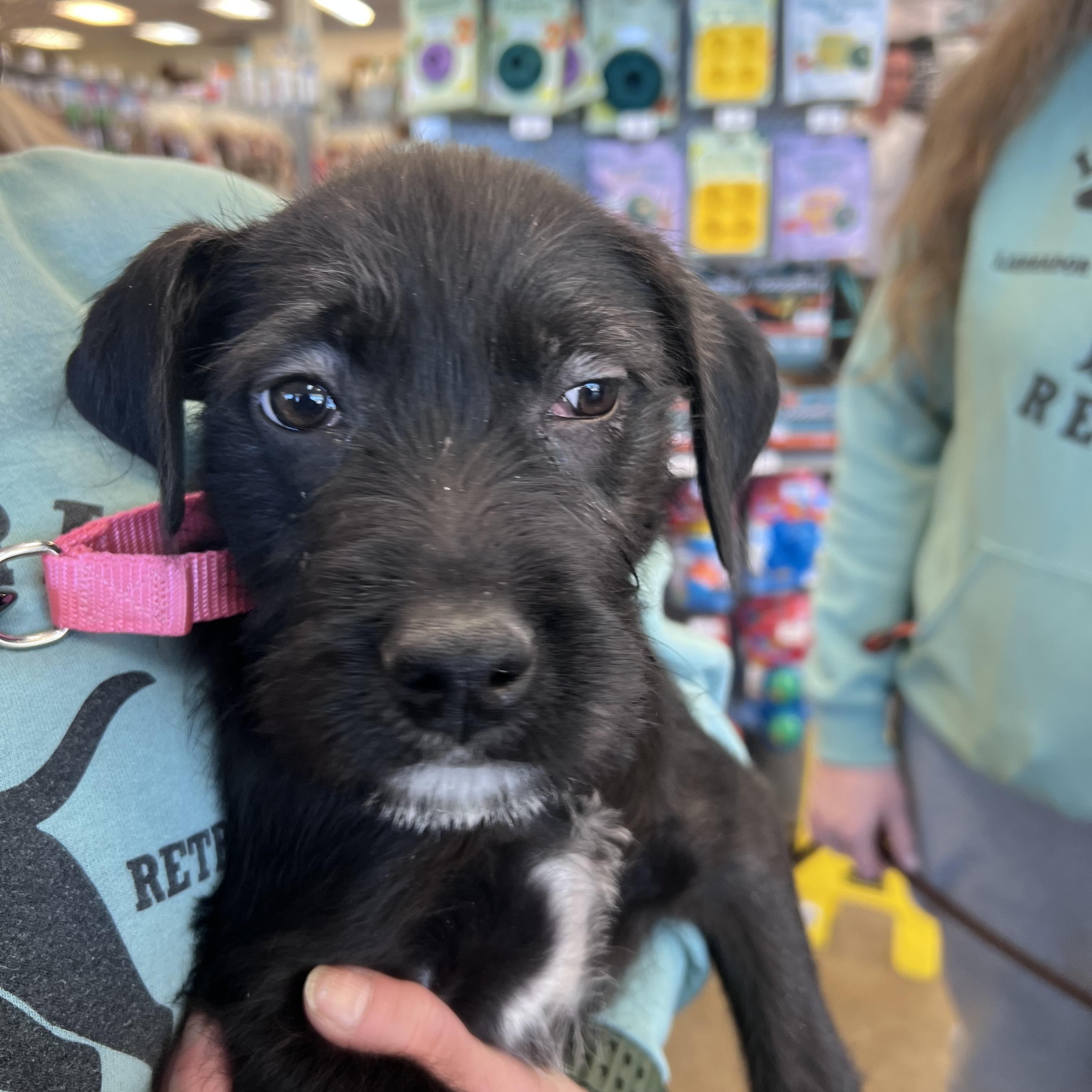 Enlarge Bitty-Not Accepting Applications Yet!, a Adoptable mixed breed in Medina, OH image 3/6