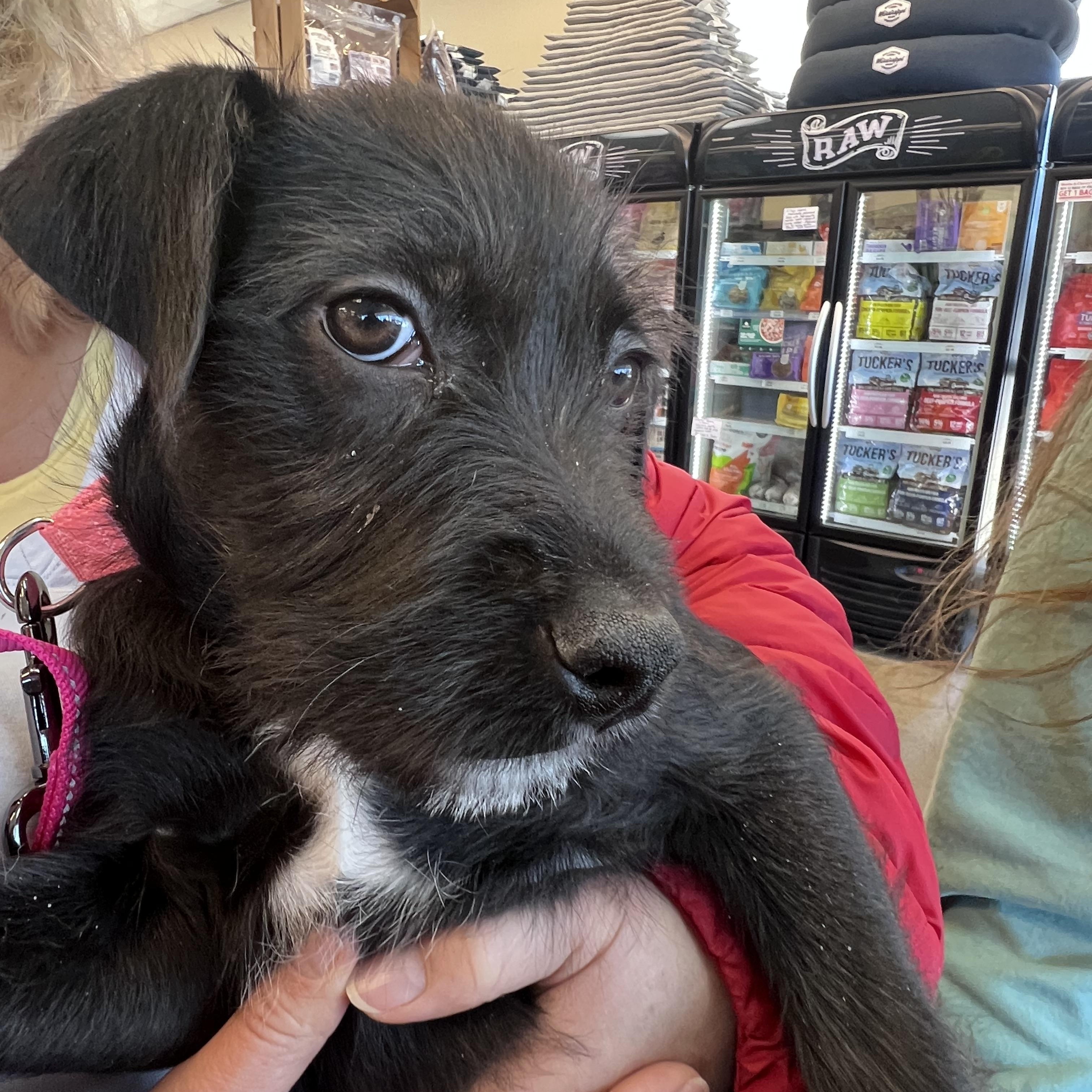 Enlarge Bitty-Not Accepting Applications Yet!, a Adoptable mixed breed in Medina, OH image 6/6