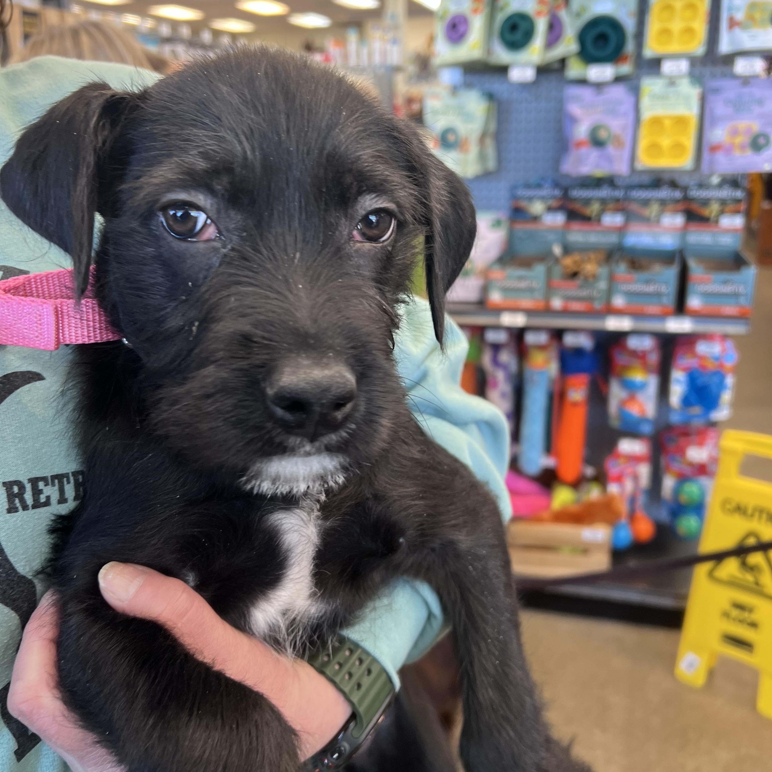 Enlarge Bitty-Not Accepting Applications Yet!, a Adoptable mixed breed in Medina, OH image 2/6