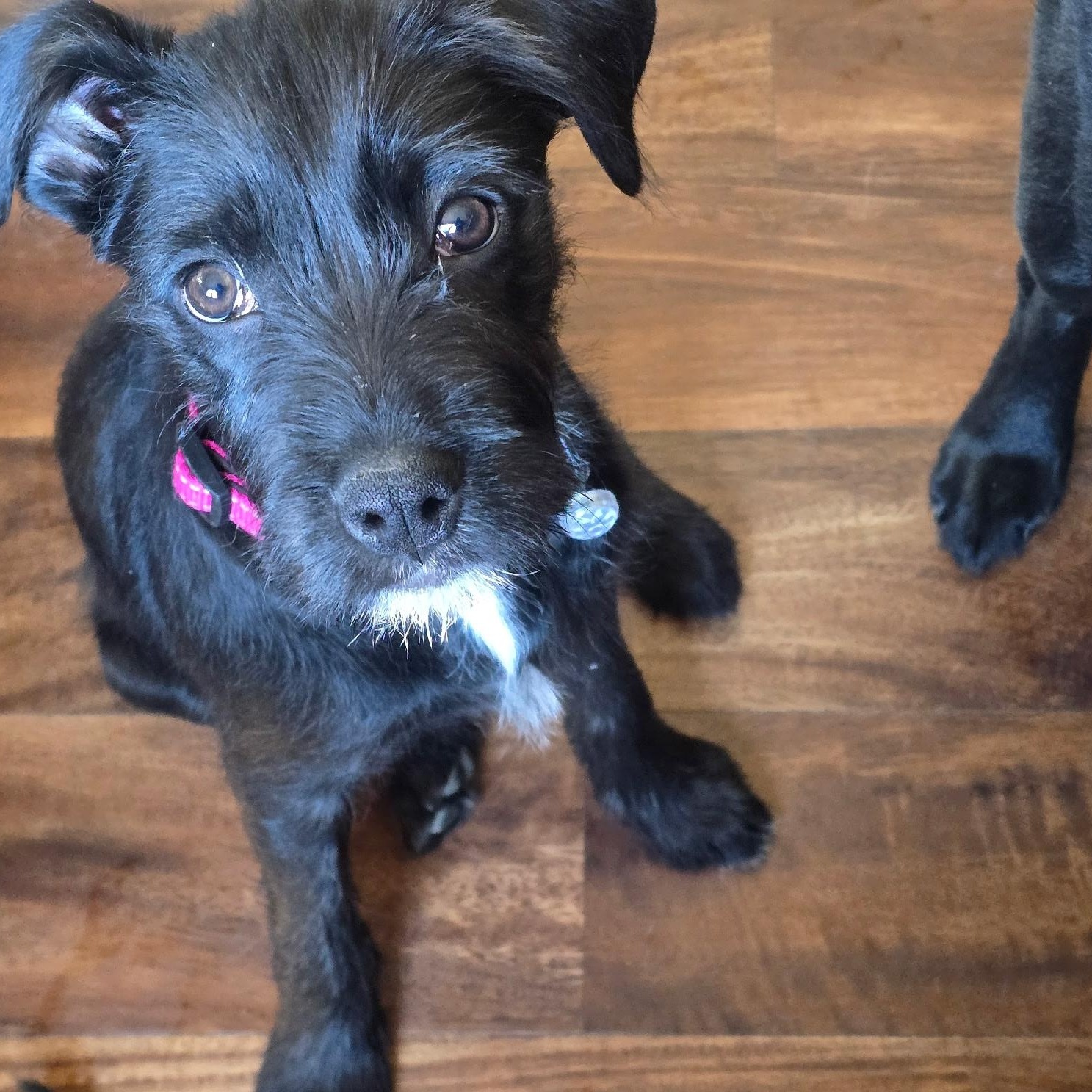 Bitty, adopted, Puppy Female Black Labrador Retriever & Poodle.