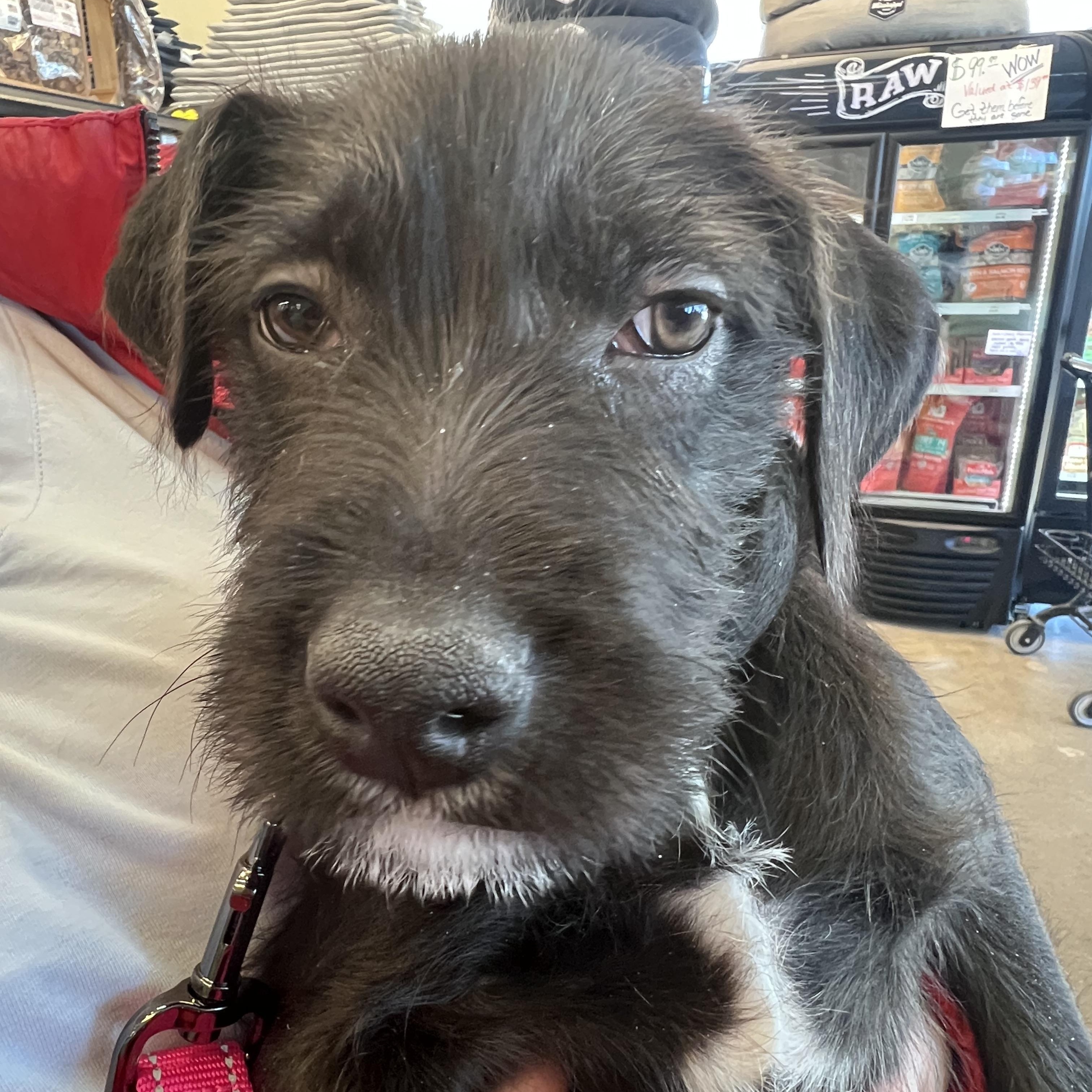 Enlarge Bitty-Not Accepting Applications Yet!, a Adoptable mixed breed in Medina, OH image 4/6