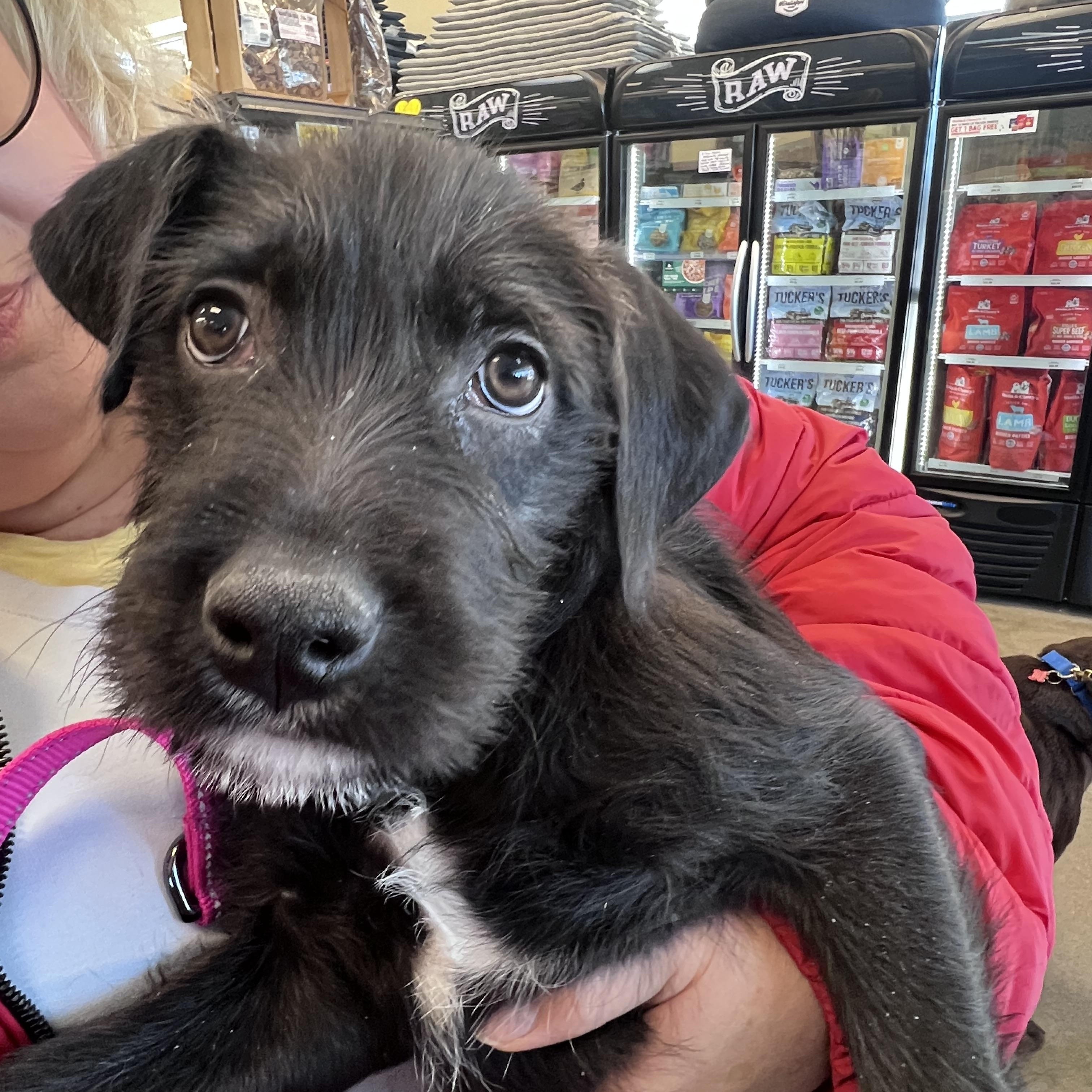 Bitty-Not Accepting Applications Yet!, Adoptable, Puppy Female Black Labrador Retriever & Poodle.