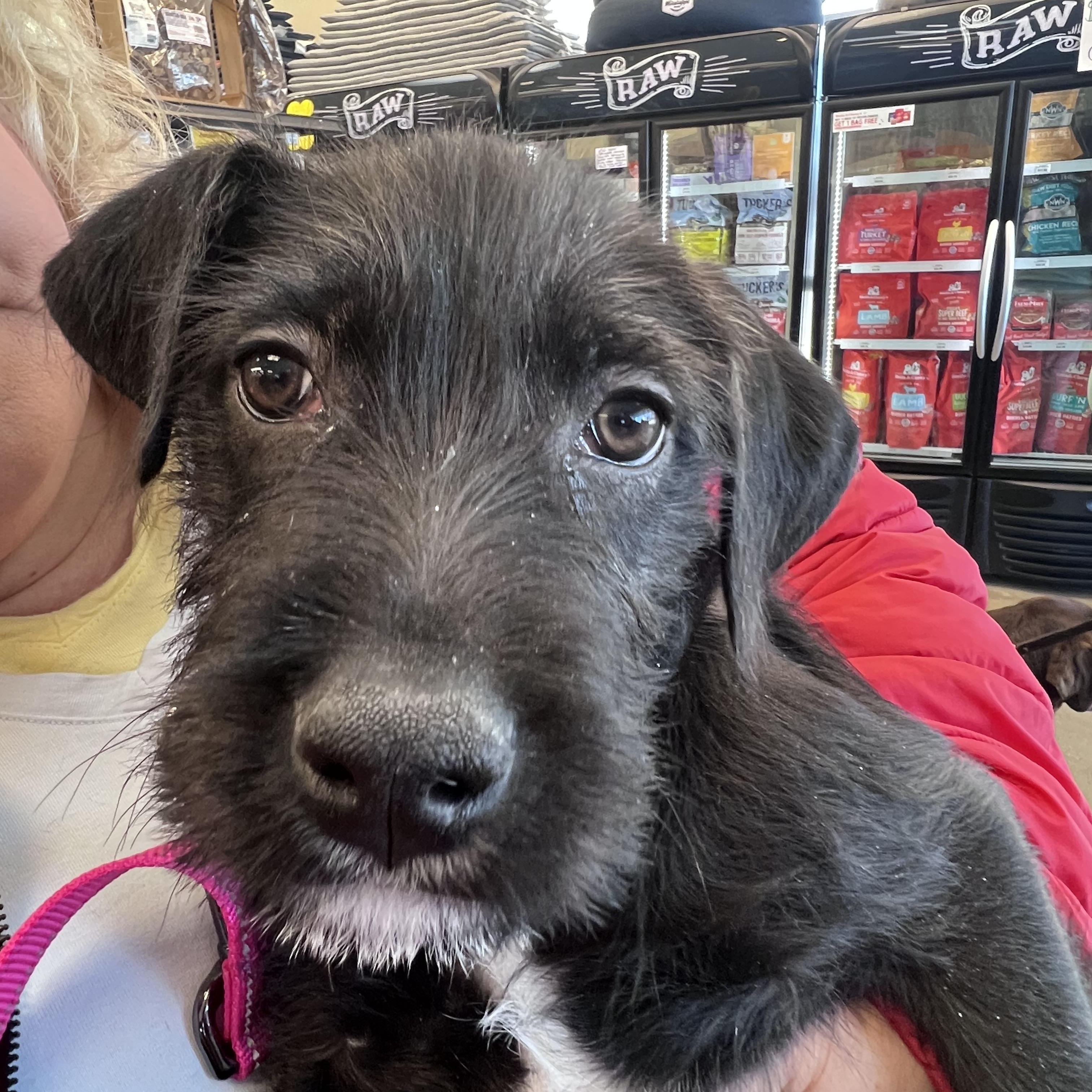 Enlarge Bitty-Not Accepting Applications Yet!, a Adoptable mixed breed in Medina, OH image 5/6