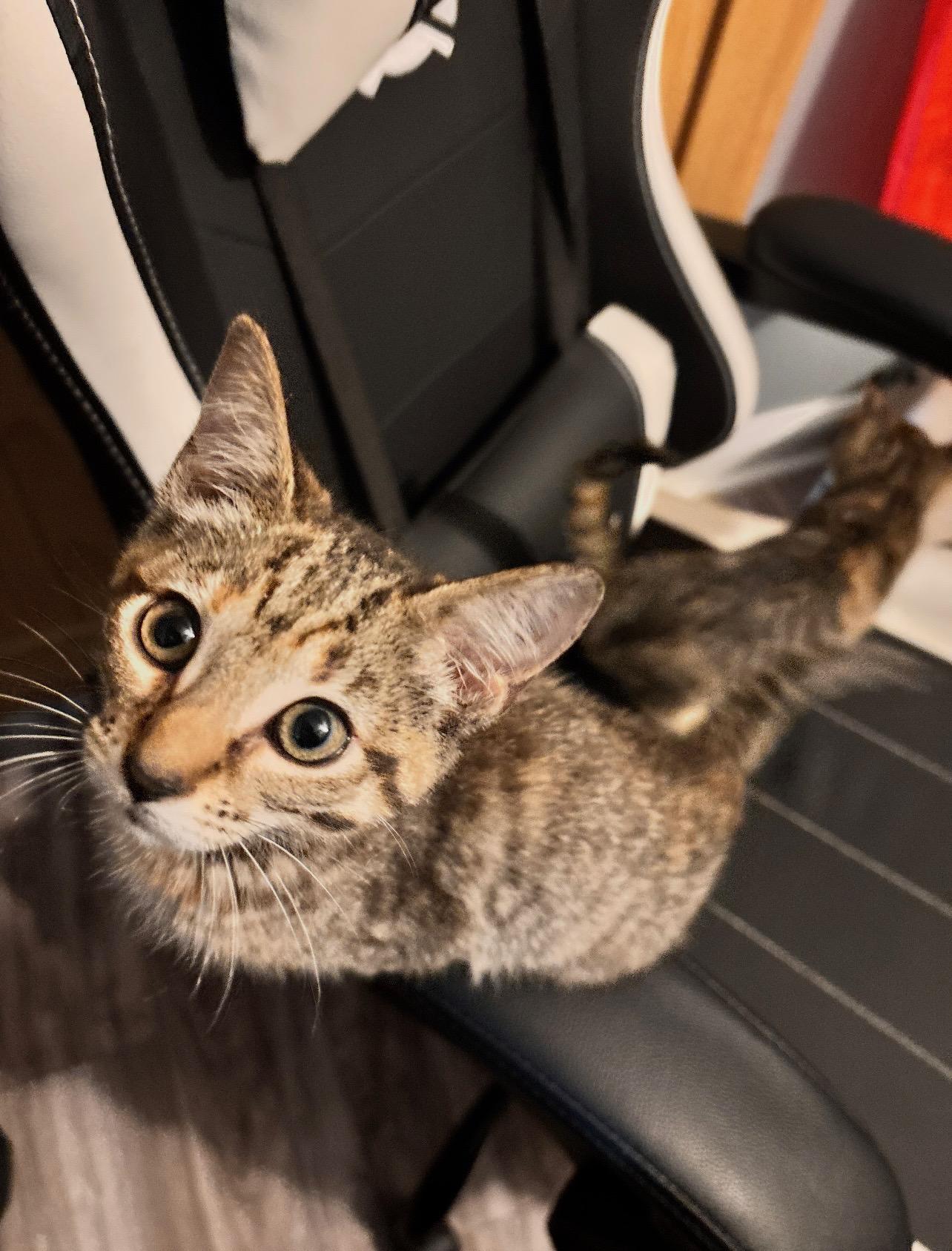 Baja Blast, Baby Female Domestic Short Hair