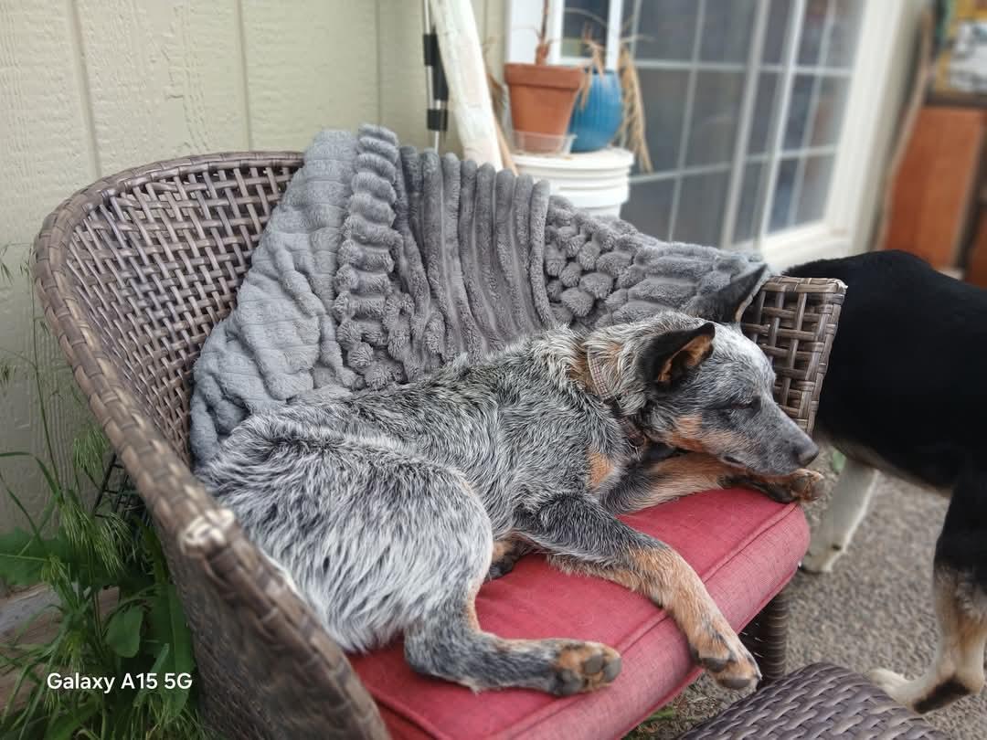 Tucker, a Adopted Australian Cattle Dog / Blue Heeler in Selah, WA image 1/2