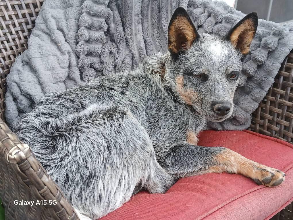 Tucker, a Adopted Australian Cattle Dog / Blue Heeler in Selah, WA image 2/2
