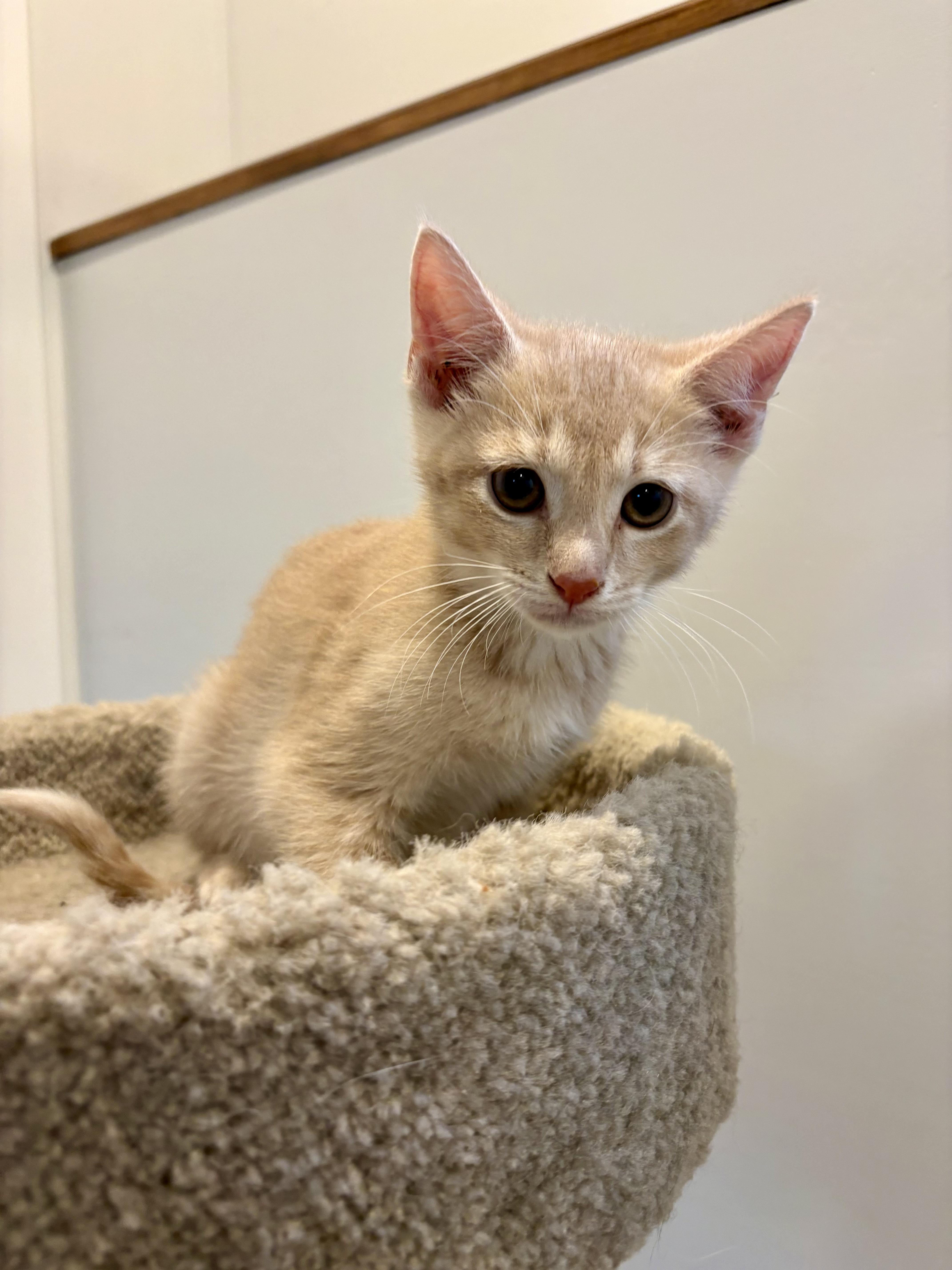 Enlarge Sol, a Adoption Pending Domestic Short Hair in Wakefield, QC image 1/4